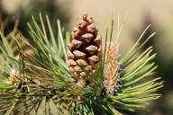 шишка, иголки