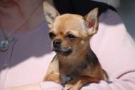 агрессивные