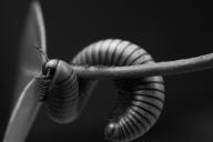 многоножки