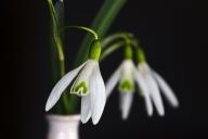 подснежник