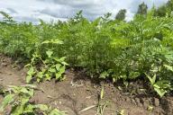 ботва, земля