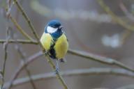 птица, ветки