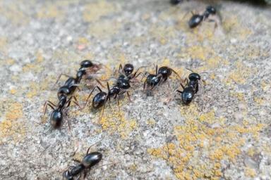 муравьев