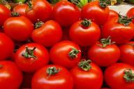 томат