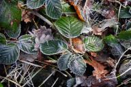 заморозков