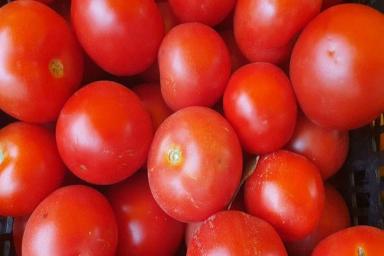 томат 
