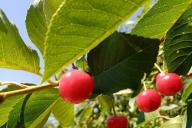 черешня