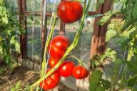 Помидоры