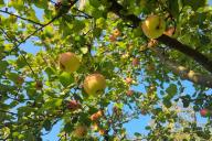 Яблоня