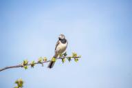 трясогузка