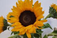 подсолнухи