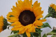 Подсолнечник