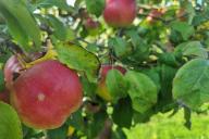 Яблоня