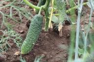 Огурцы