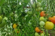 Помидоры