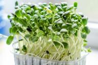 микрозелень