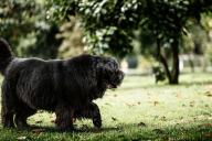 ньюфаундленд