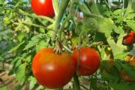 помидоры