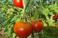 томаты