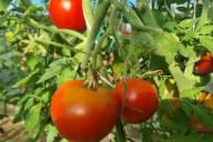томаты