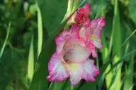 гладиолусы