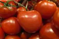 томат