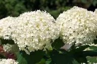 гортензия