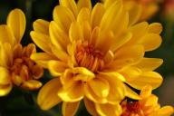 хризантема