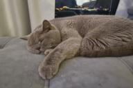 кот