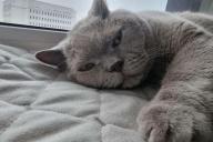 кот
