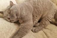 кот