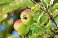 яблоня