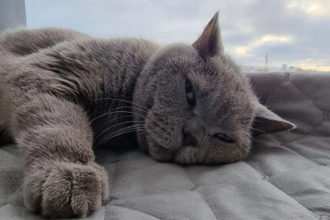 шотландская кошка