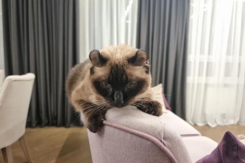 домашняя кошка