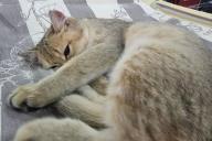 кот