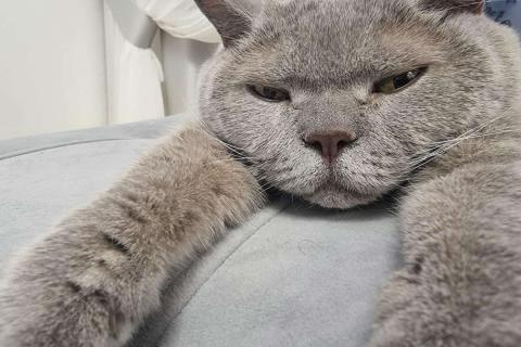 домашний кот