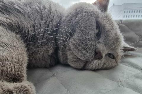 домашний кот