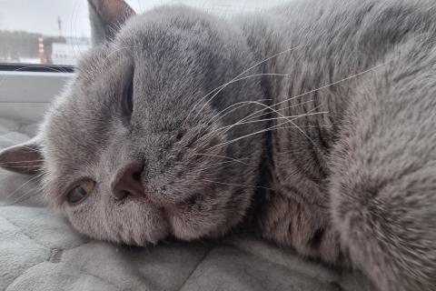 домашний кот