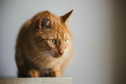 домашний кот