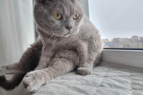 домашний кот