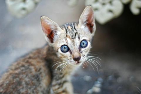 уличный кот