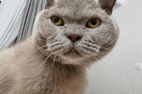домашний кот