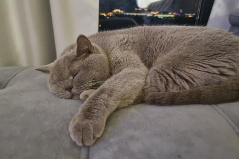 домашняя кошка