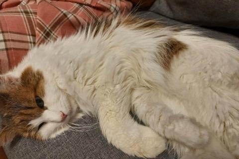 домашняя кошка