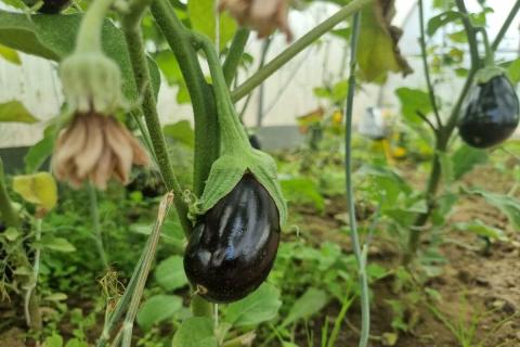 урожай баклажанов
