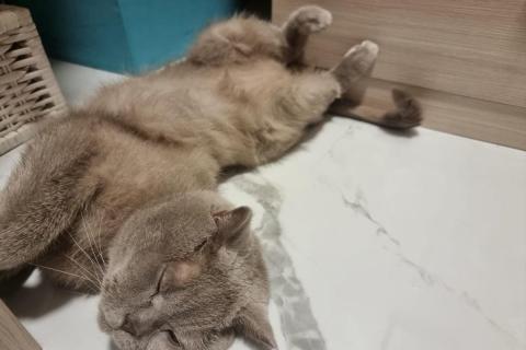 домашний кот