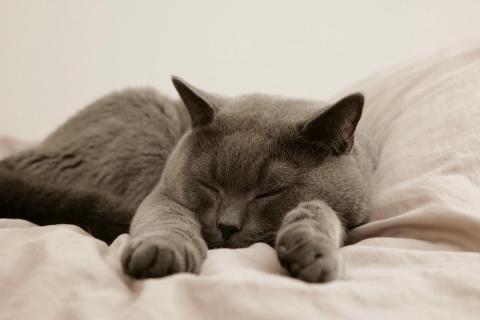 домашний кот