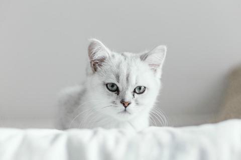 домашний кот