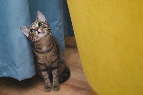 домашний кот