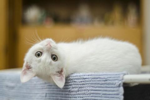 домашний кот